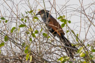 Grand Coucal / Bharatpur (Inde), mars 2015